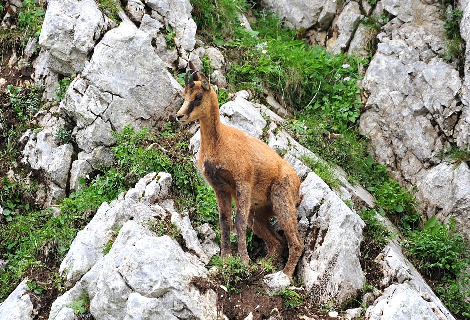 Camoscio d''Abruzzo Rupicapra pyrenaica ornata
