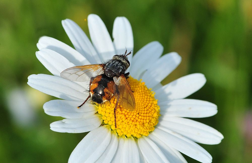 Tachina magnicornis femmina