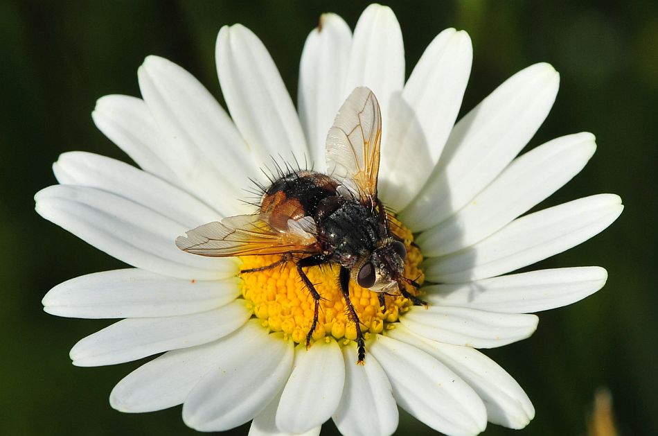 La vita in un fiore