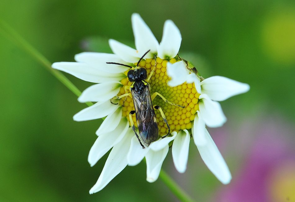 La vita in un fiore