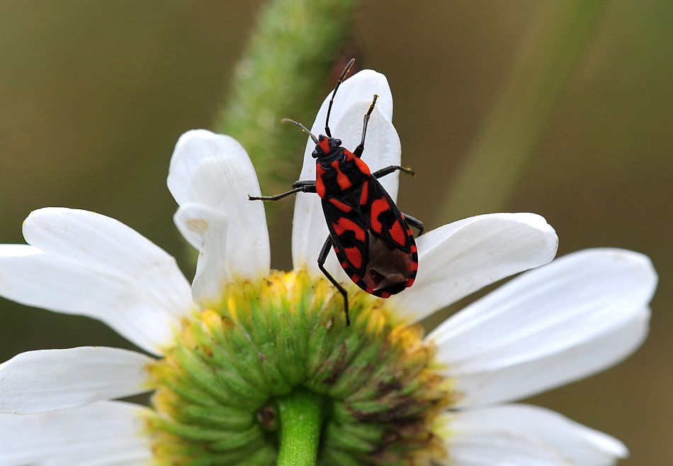 La vita in un fiore