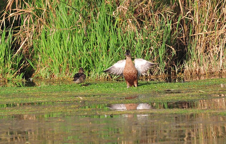 Uccelli acquatici da determinare
