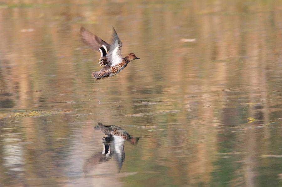 Uccelli acquatici da determinare