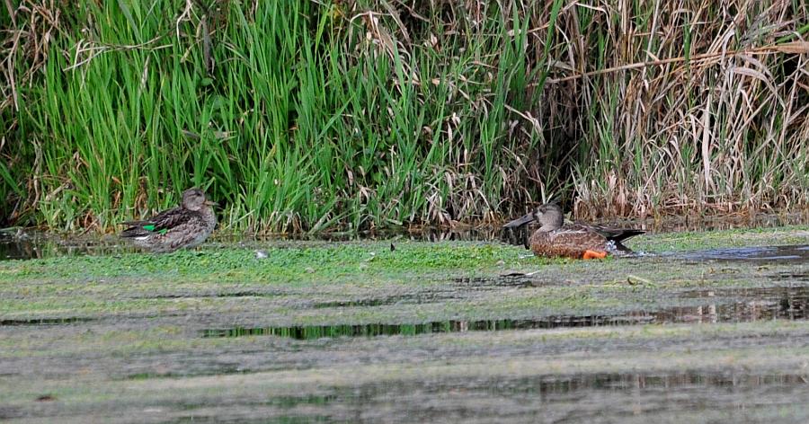 Uccelli acquatici da determinare