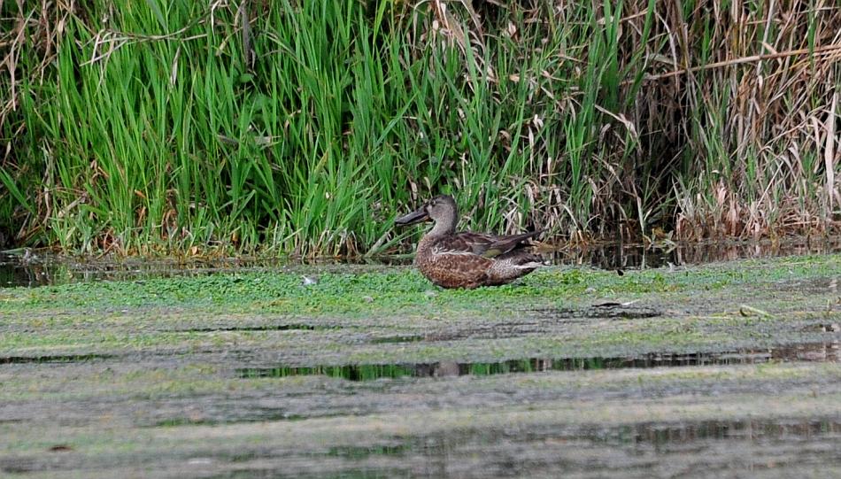 Uccelli acquatici da determinare