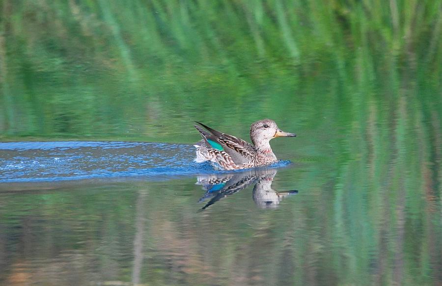 Uccelli acquatici da determinare