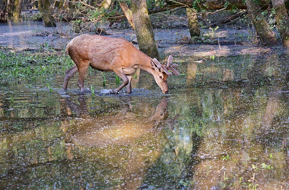 Tra luci e ombre ..... cervi riflessi