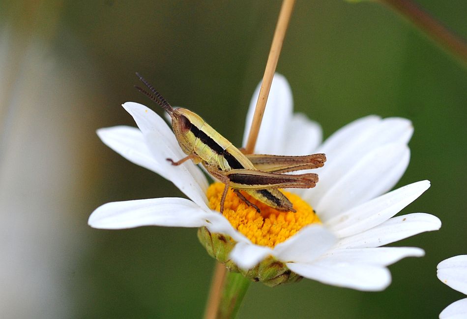 La vita in un fiore