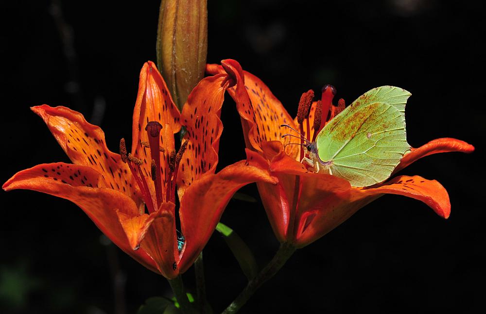 Gonepteryx rhamni in lilium croceum