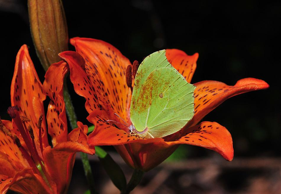 Gonepteryx rhamni in lilium croceum
