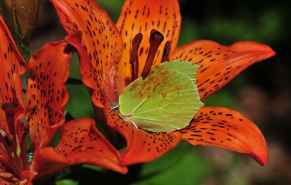 Gonepteryx rhamni in lilium croceum