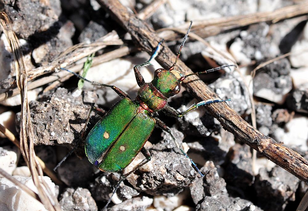 Cicindela campestris