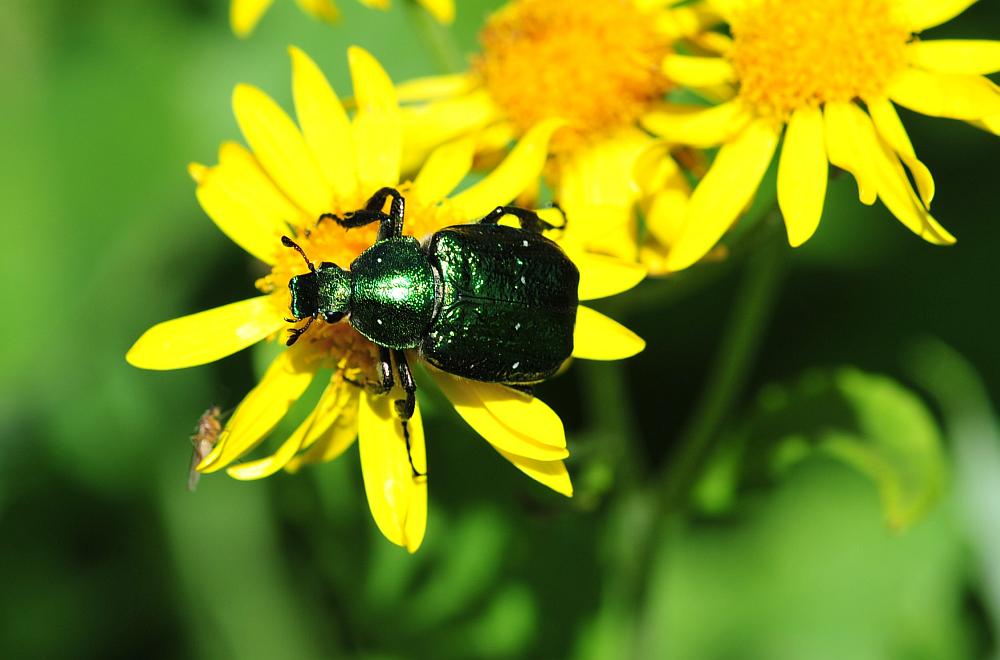 Da identificare: Gnorimus nobilis