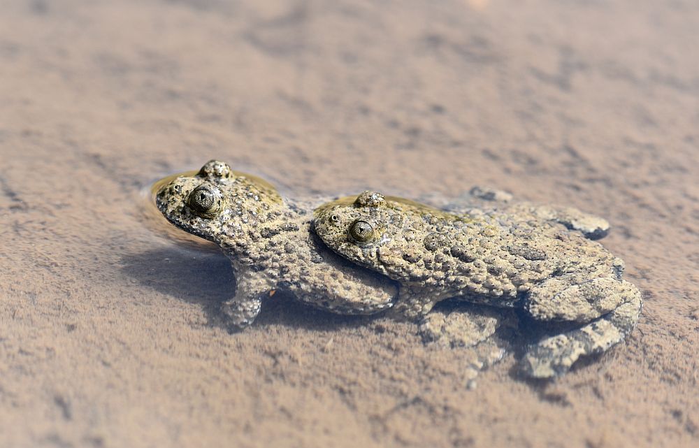 Bombina pachypus - Ululone appenninico