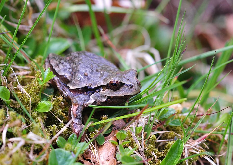 Hyla intermedia nel PNALM