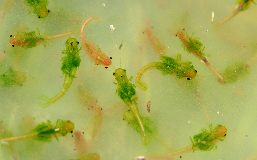 Branchipus schaefferi nel Lazio