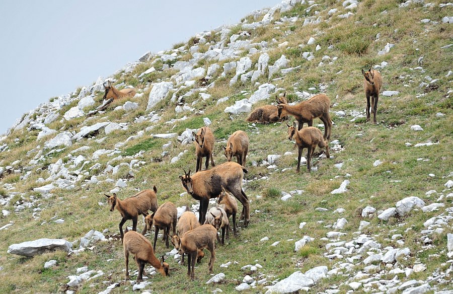 Camoscio d''Abruzzo Rupicapra pyrenaica ornata