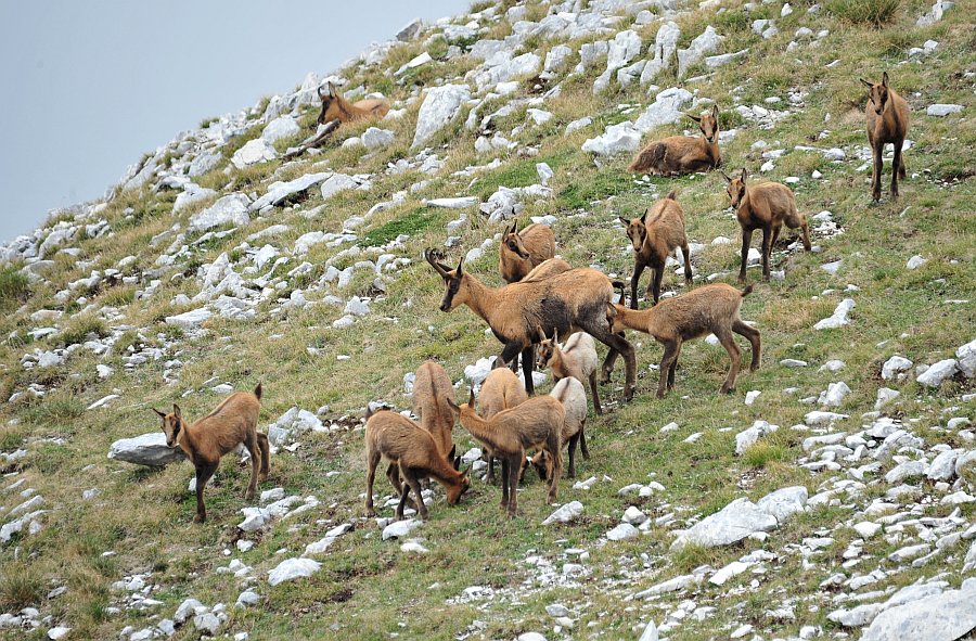 Camoscio d''Abruzzo Rupicapra pyrenaica ornata