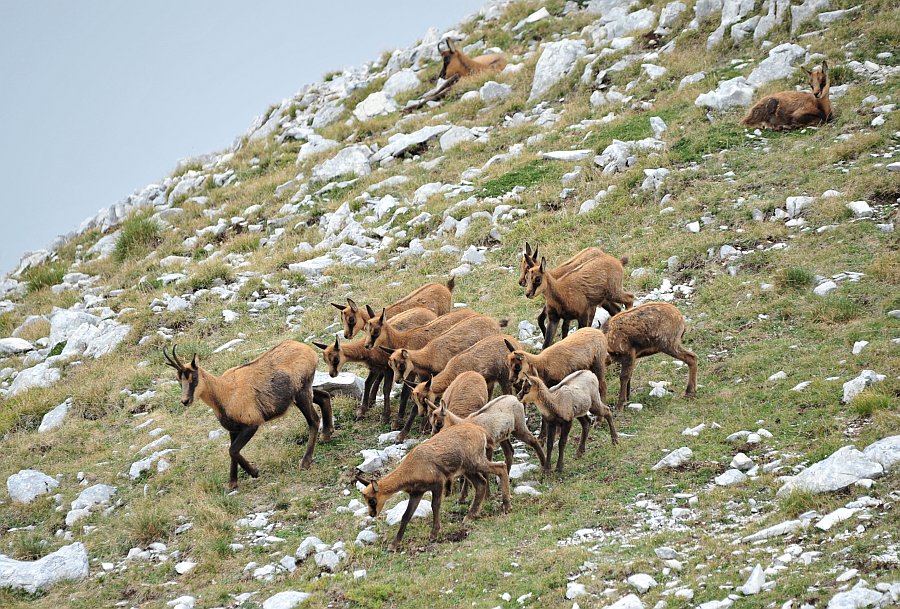 Camoscio d''Abruzzo Rupicapra pyrenaica ornata
