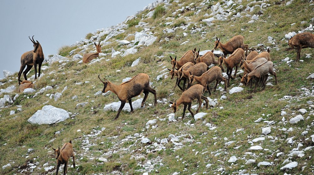 Camoscio d''Abruzzo Rupicapra pyrenaica ornata