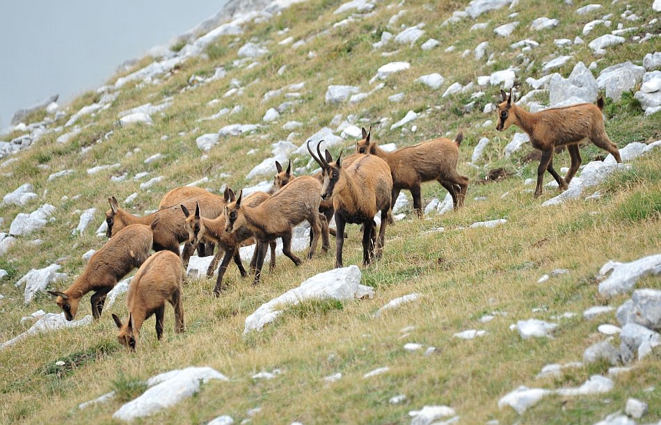 Camoscio d''Abruzzo Rupicapra pyrenaica ornata