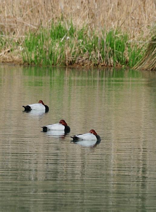 Moriglioni in corteggiamento