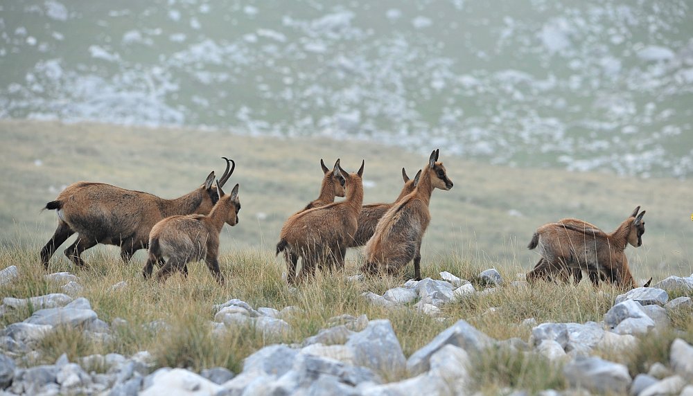 Camoscio d''Abruzzo Rupicapra pyrenaica ornata