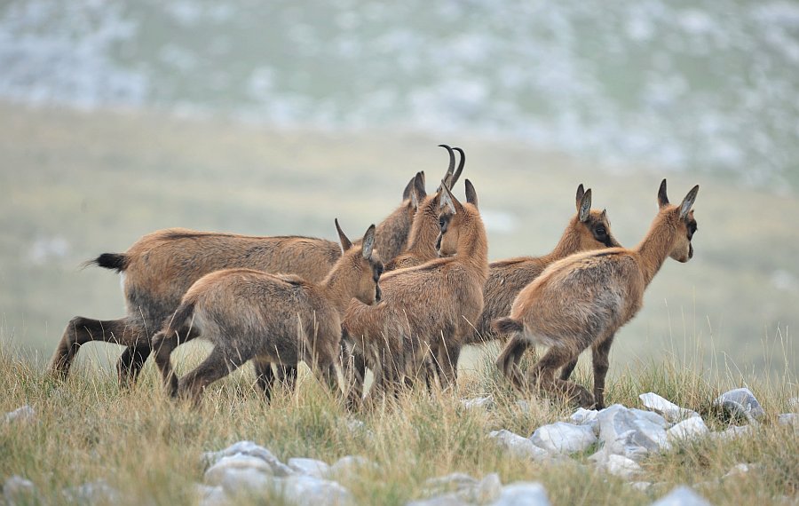 Camoscio d''Abruzzo Rupicapra pyrenaica ornata