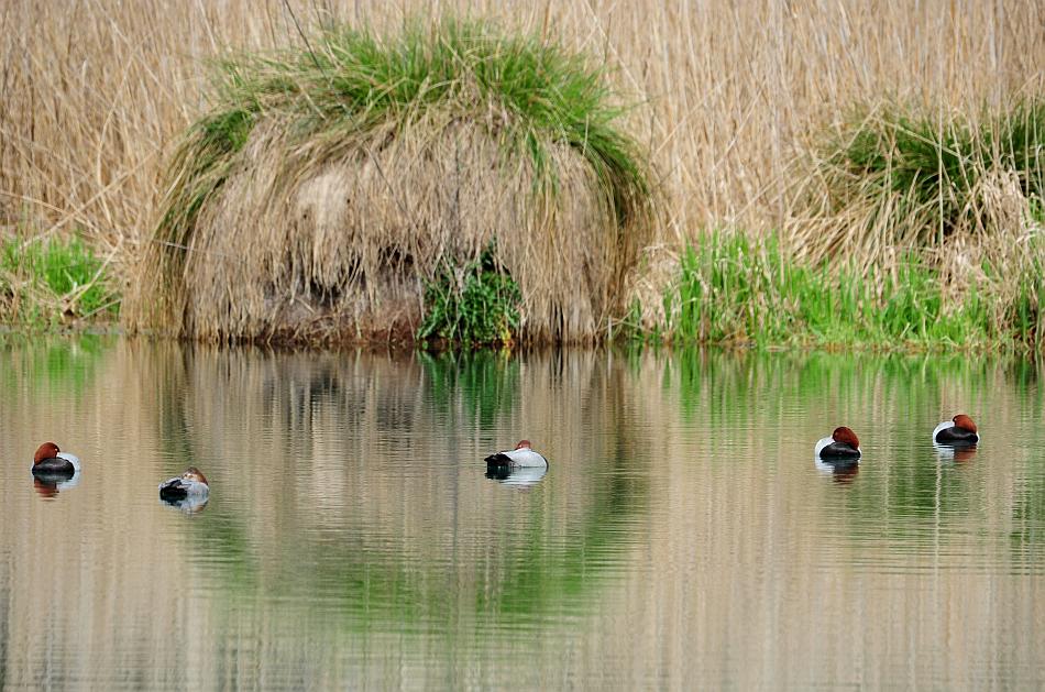 Moriglioni in corteggiamento