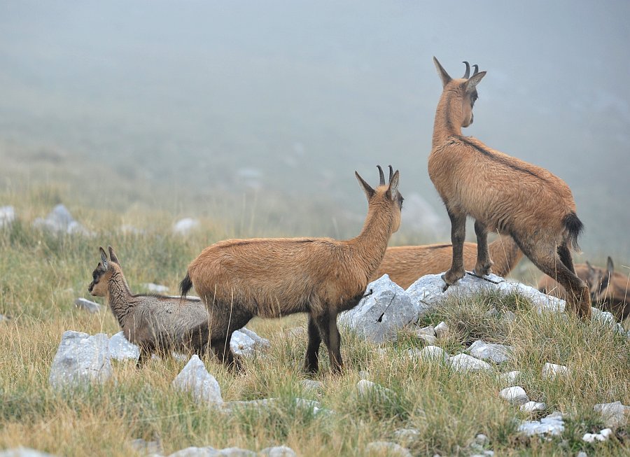 Camoscio d''Abruzzo Rupicapra pyrenaica ornata