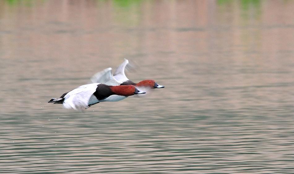 Moriglioni in corteggiamento