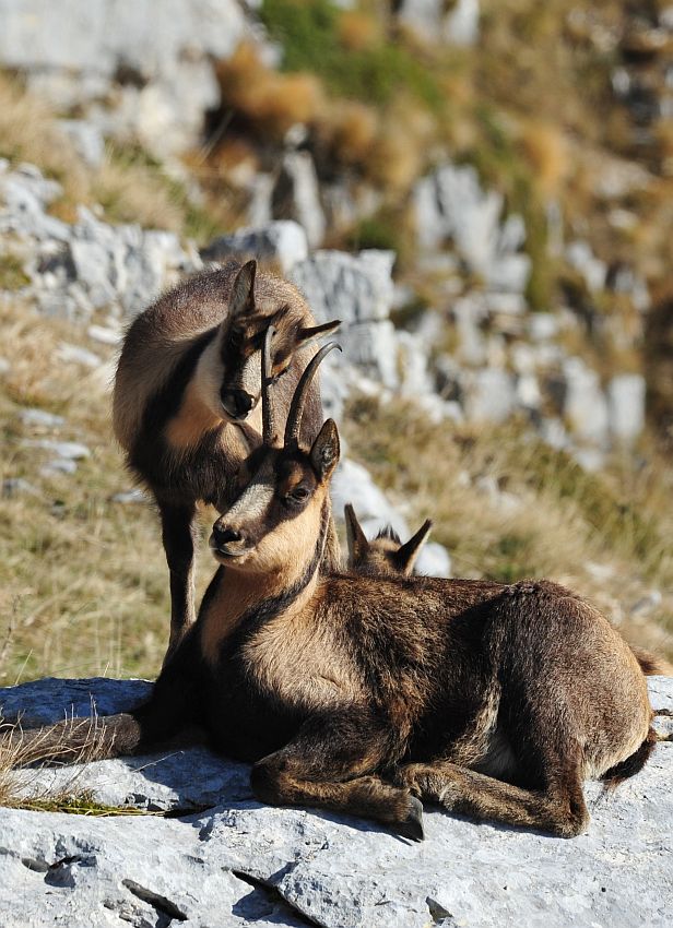 Camoscio appenninico - Rupicapra pyrenaica ornata