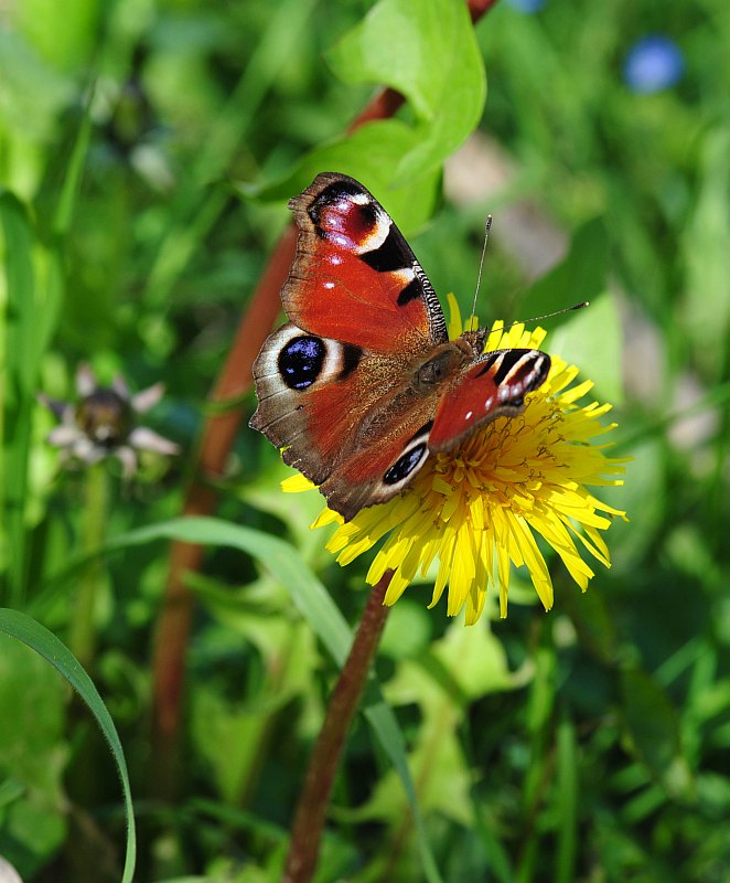 Prima farfalla dell''anno: Aglais io