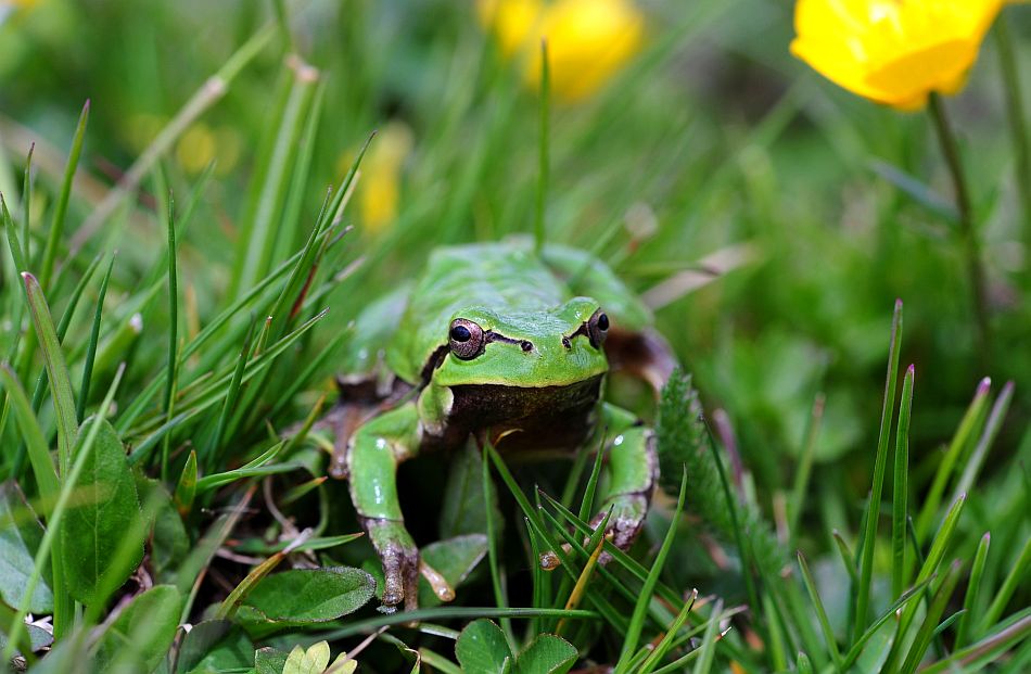 Hyla intermedia nel PNALM