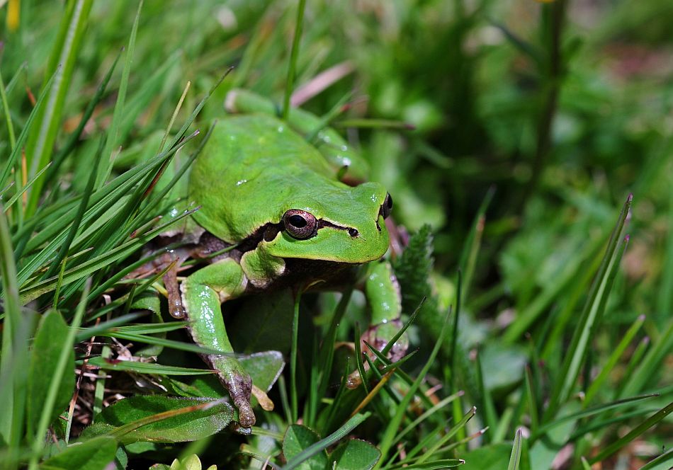 Hyla intermedia nel PNALM