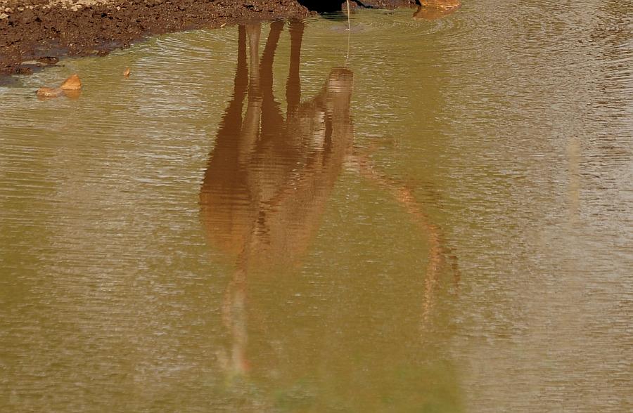Un mondo riflesso...