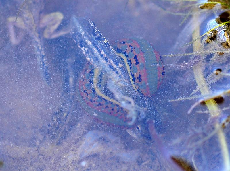 Il laghetto pullula di nuova vita