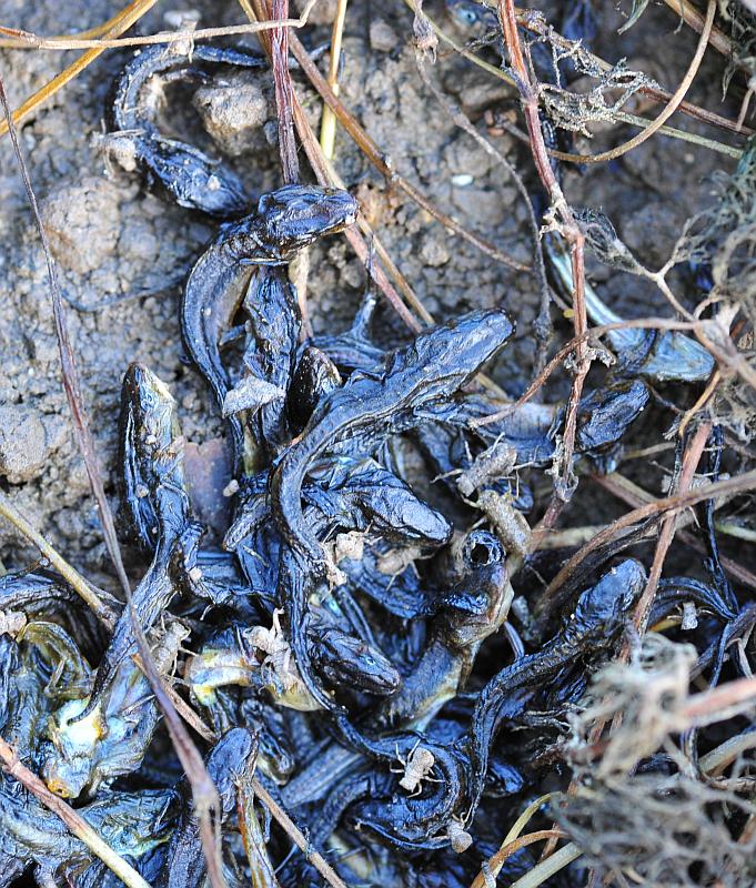 Il laghetto pullula di nuova vita