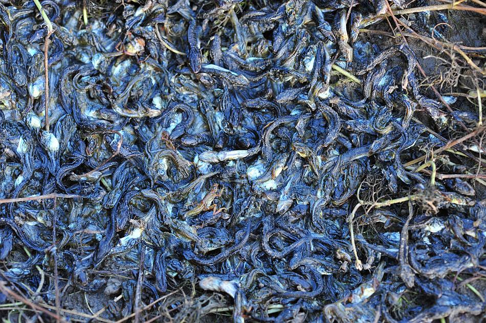 Il laghetto pullula di nuova vita