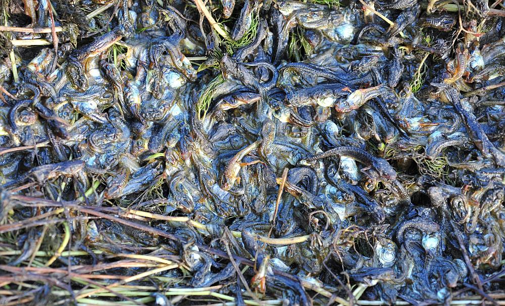 Il laghetto pullula di nuova vita