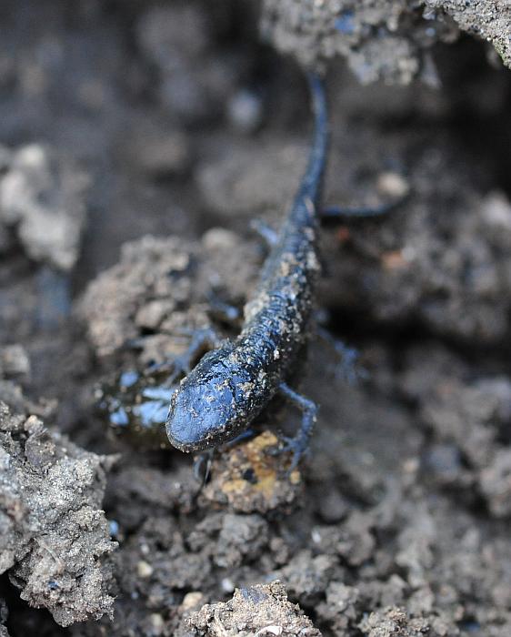 Il laghetto pullula di nuova vita