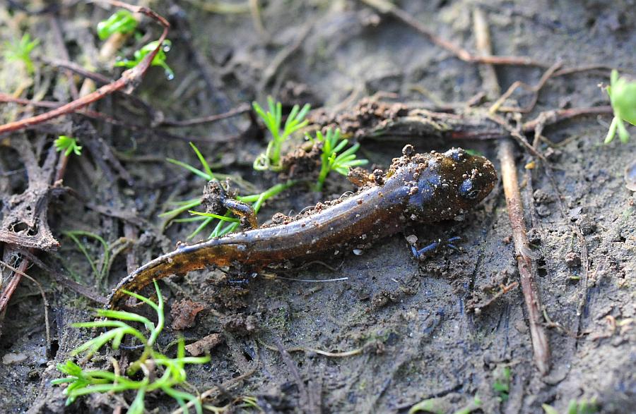 Il laghetto pullula di nuova vita