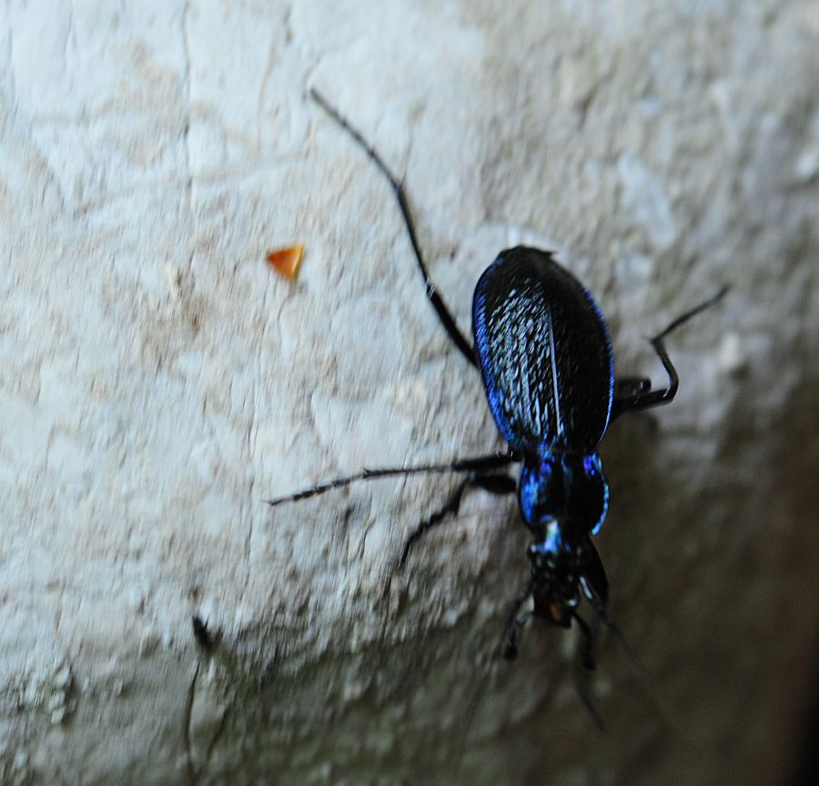 Carabus? Carabus lefebvrei