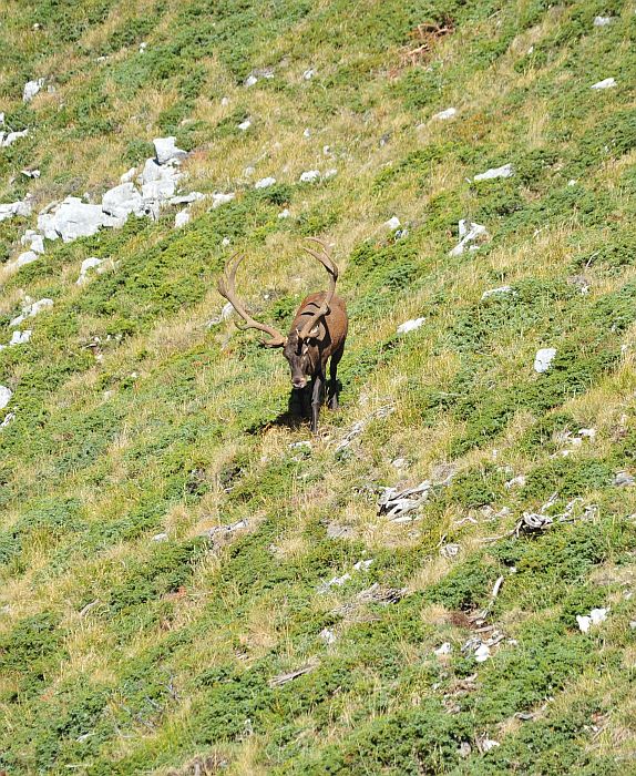 Combattimento in acqua