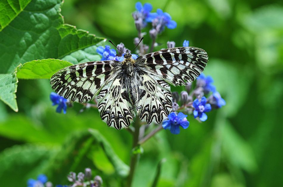 Zerynthia cassandra