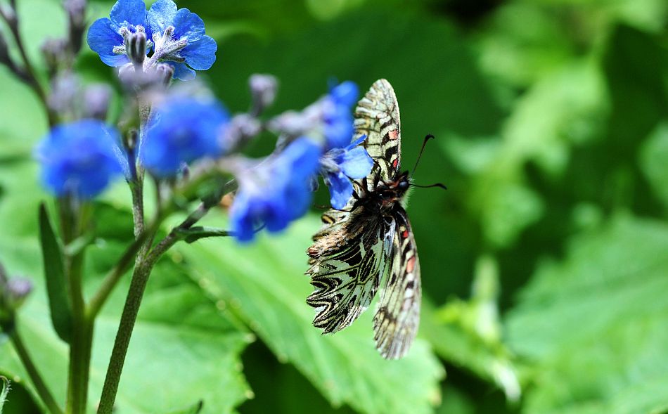 Zerynthia cassandra