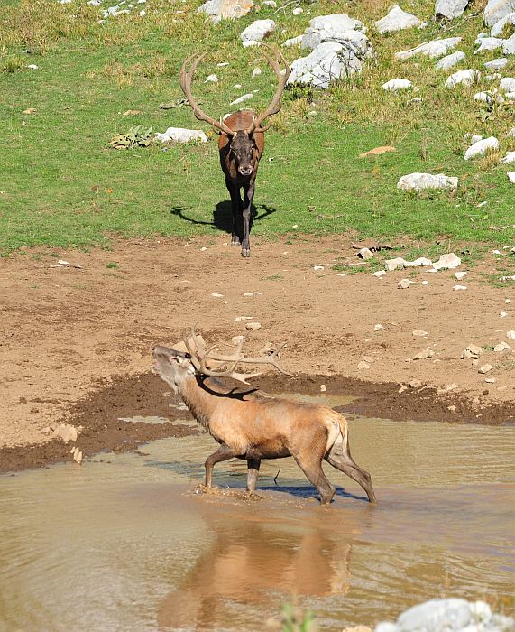 Combattimento in acqua