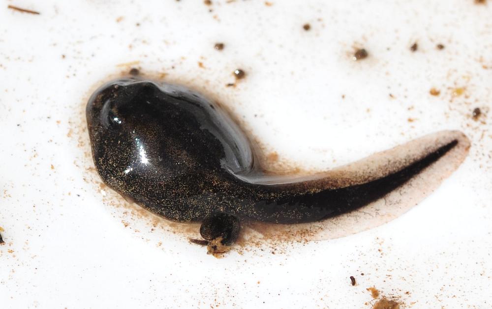 Girino di cosa? di Bufo bufo