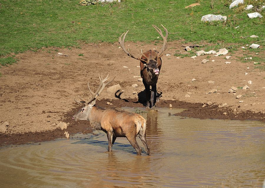 Combattimento in acqua