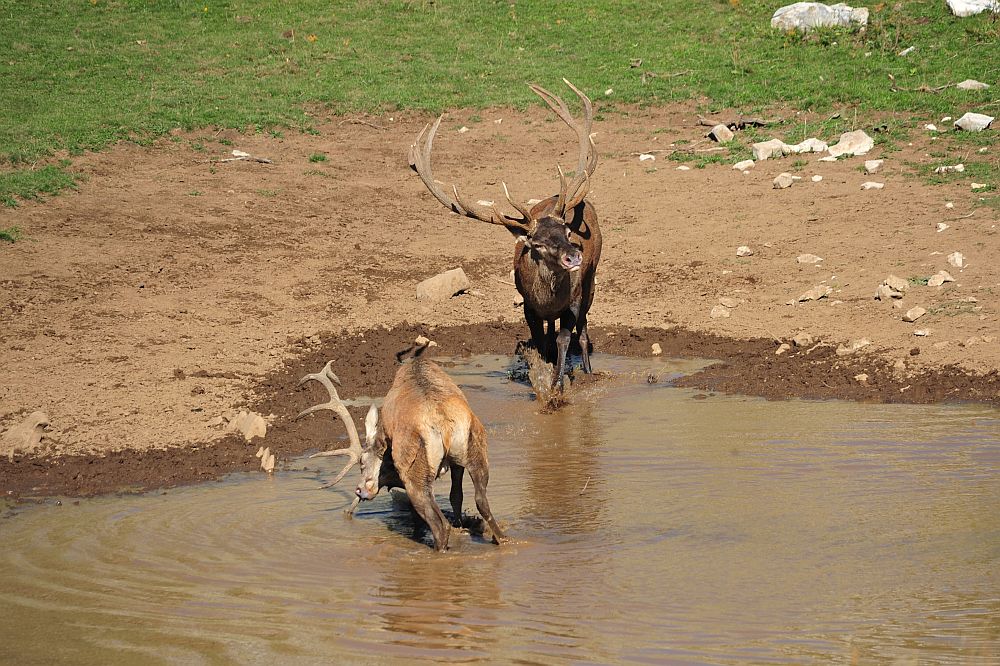 Combattimento in acqua